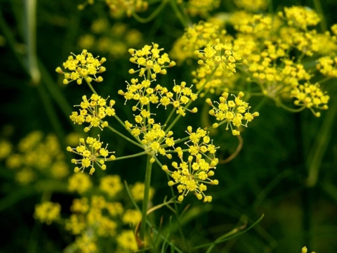 Fennel