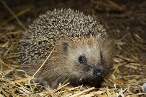 Hedgehog