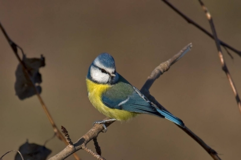 Blue Tit