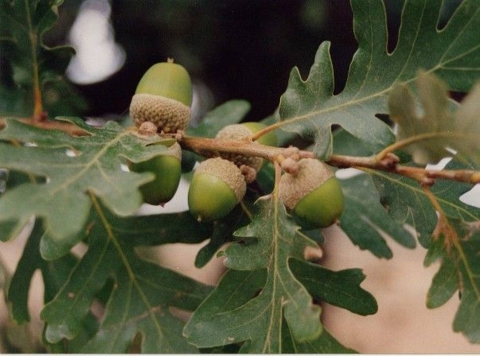 Pyrenean oak