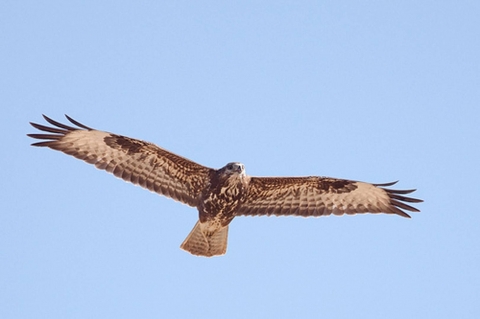 Eagle of Buzzard