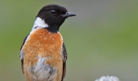 Stonechat