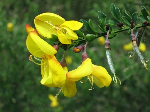 Gorse