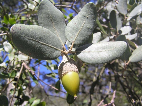 Holm oak