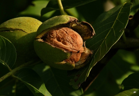 Walnut