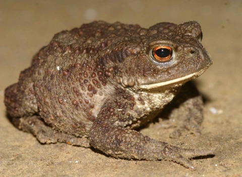 Common toad