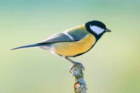 Great Tit 