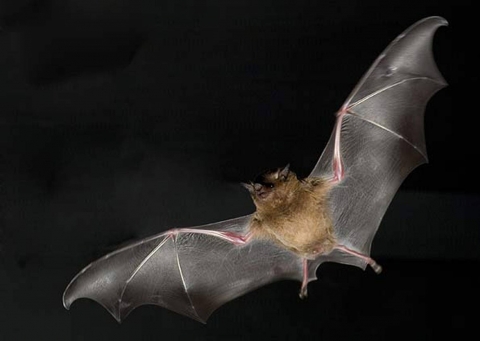 Bat