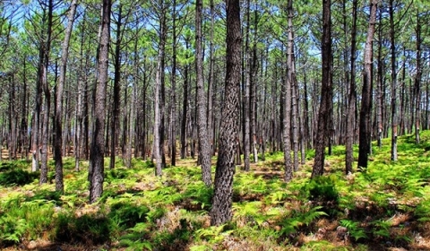 Leiria Pine Forest