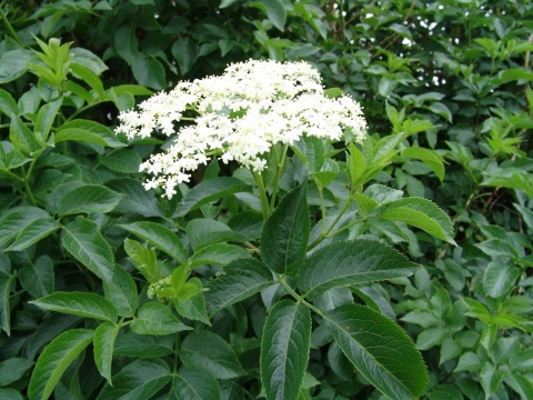 Elderberry