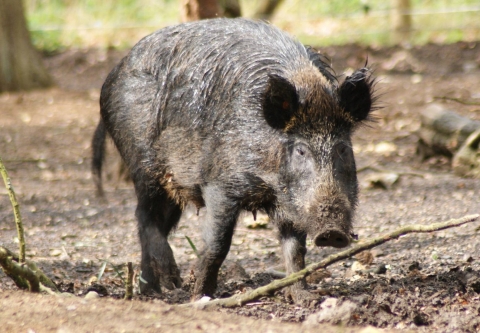 Boar