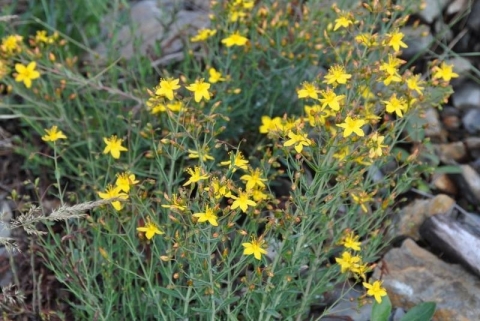 St John's wort