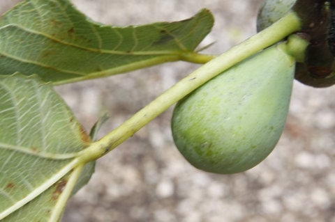 Fig