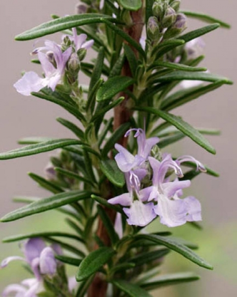 Rosemary