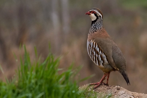 Partridges