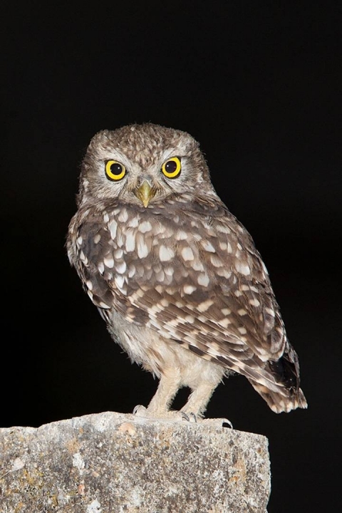 Little Owl