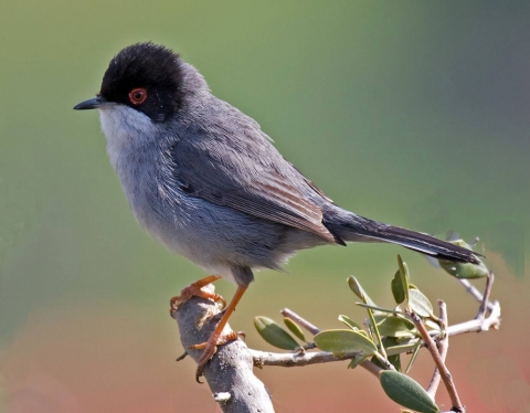 Warbler-to-head black