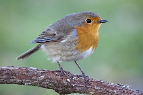 Robins-breasted-red