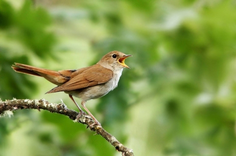 Common Nightingale