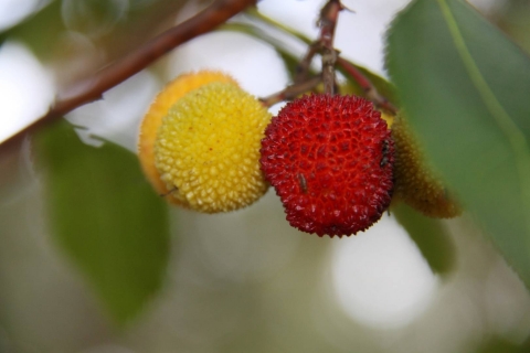 Arbutus