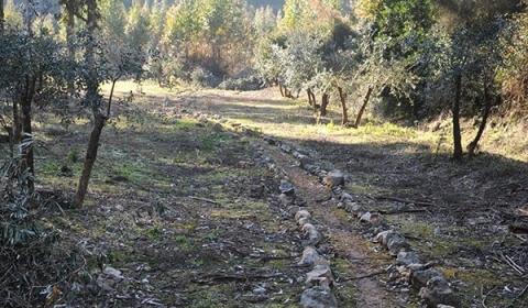 Peregrino / Leiria - Fátima - PR5