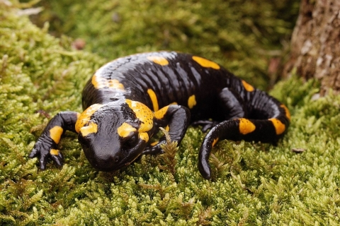 Salamandra-de-pintas-amarelas