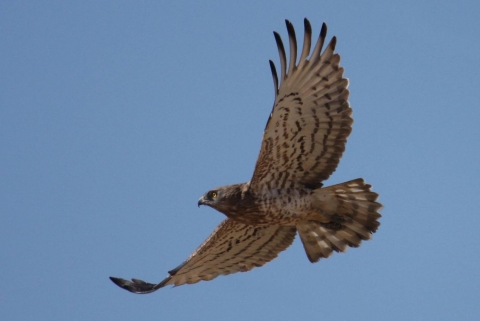 Short-toed Eagle