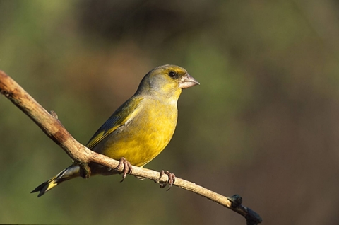 Greenfinches