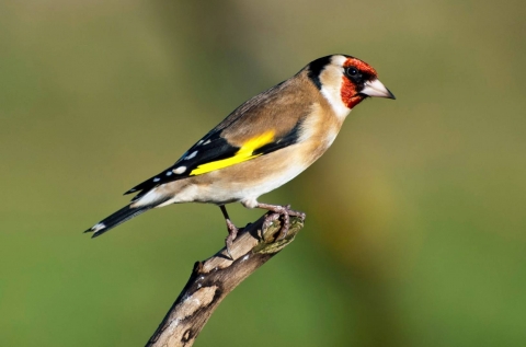 Goldfinches