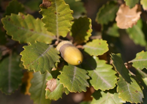 Portuguese oak