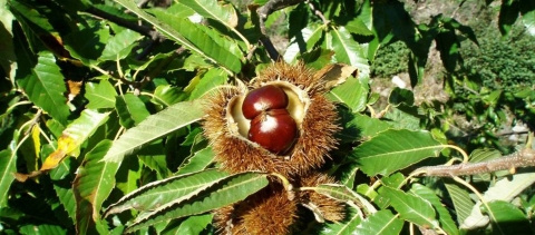 Chestnut