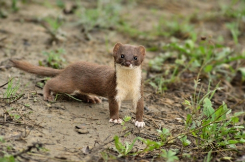 Least weasel