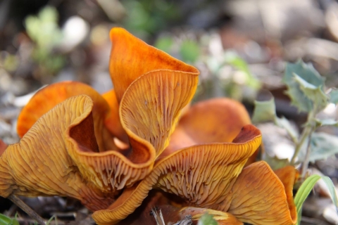 Wild mushrooms